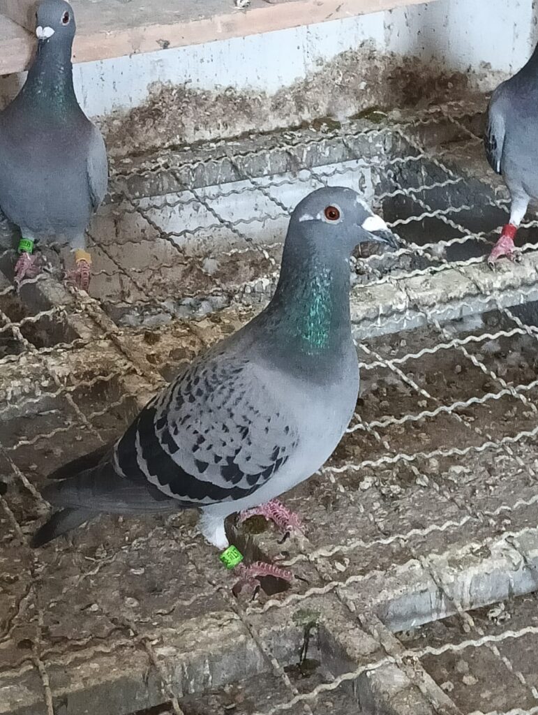 melhor pombo 2024 a 984